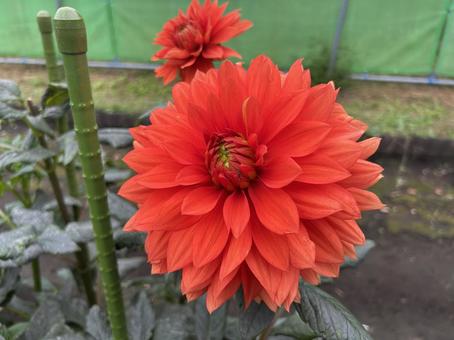 ダリア　赤　朱色 ダリア,赤,朱色の写真素材