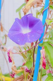 紫の朝顔 朝顔,紫の朝顔,花の写真素材