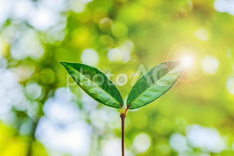 新芽のクローズアップ エコイメージ 芽生え,双葉,発芽の写真素材