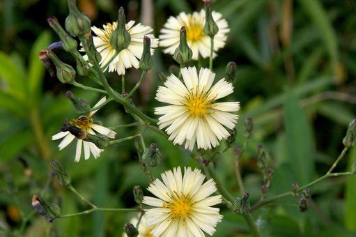 Photo, lactuca indica, autumn sowthistle, pteridophyte (any plant of division pteridophyta, inc. ferns and fern allies), 