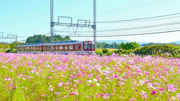 コスモス畑沿線を快走する近鉄列車 コスモス畑沿線を快走する近鉄列車 近鉄大阪線,沿線,列車の写真素材