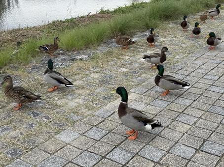 鴨川のカモ② 鴨川,鴨,カモの写真素材