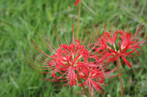 赤い花びらのマンジュシャゲの花のアップの写真