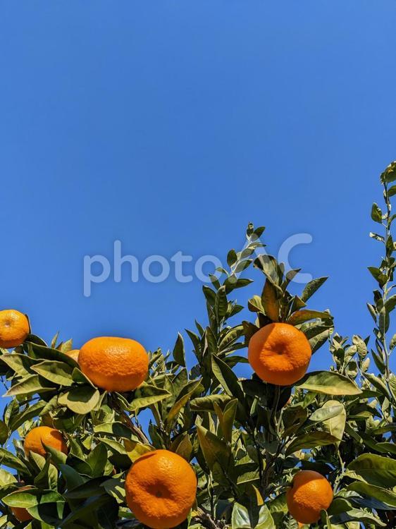 太陽と青空の下のみかん畑 ミカン,みかん,蜜柑の写真素材