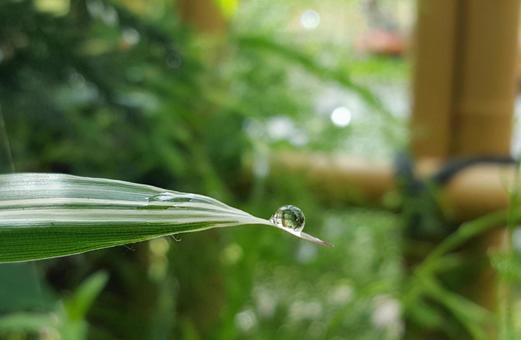雨粒 雨粒の写真
