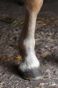 馬の蹄 馬の蹄の写真
