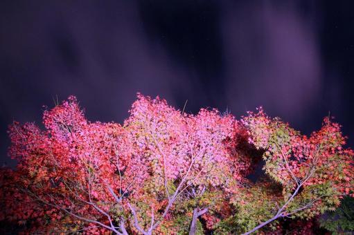 夜のもみじの紅葉のライトアップ 夜のもみじの紅葉のライトアップの写真