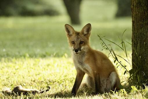 Fox, JPG Fox, JPG