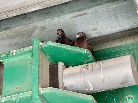 橋の下に居を構えるつばめの夫婦 燕,鳥,巣の写真素材