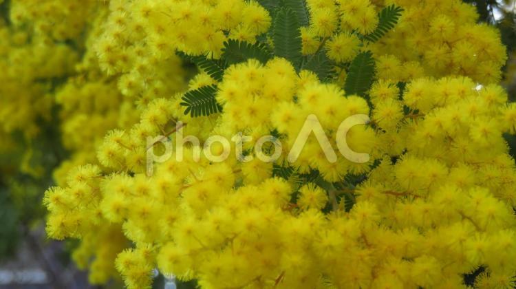 アカシア、ミモザ ecology,garden,アカシアの写真素材