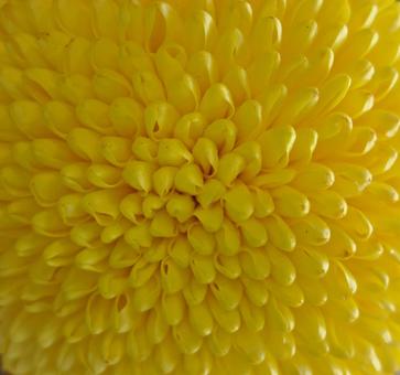 菊4 自然,冬,菊の写真素材