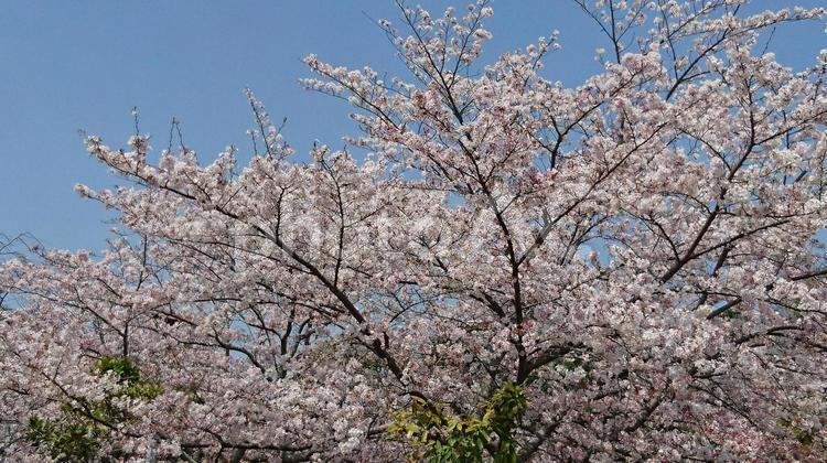 桜の木 自然,風景,さくらの写真素材