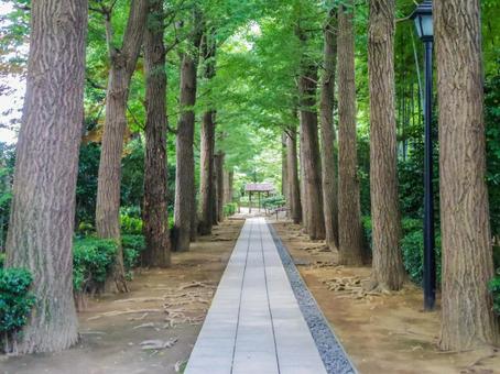 【東京都】荻窪・大田黒公園 【東京都】荻窪・大田黒公園 大田黒公園,荻窪,自然の写真素材
