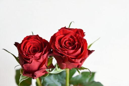 赤い薔薇 バラ,赤いばら,赤の写真素材