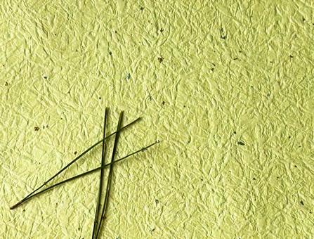 松の緑と優しいクリーム色の調和 正月,背景,松の葉の写真素材