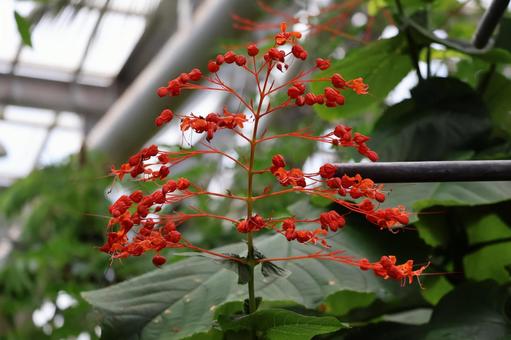 オレンジ色のヒギリの花のアップの写真
