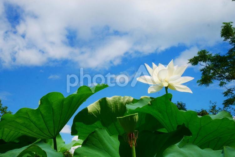 白い蓮の花と晴れた空 蓮,花,蓮の花の写真素材