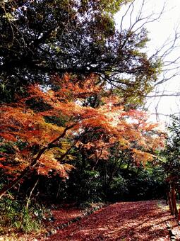 12月、紅葉と赤い絨毯の山道を歩く 木,木々,樹木の写真素材