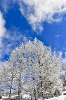 樹氷 樹氷 冬,霧氷,風景の写真素材