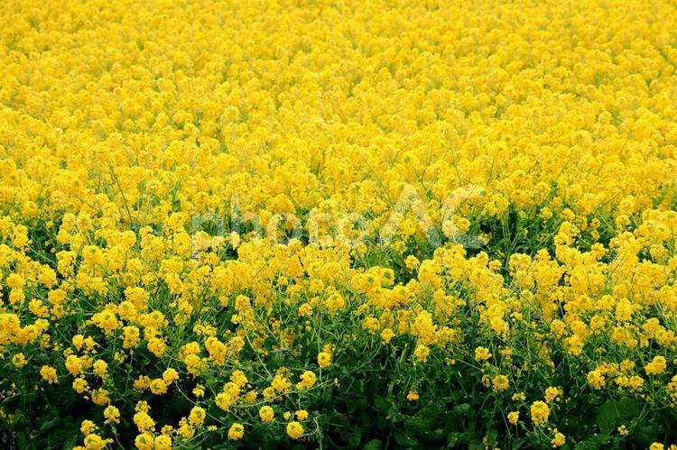 菜の花畑にて…… 菜の花,菜の花畑,なばなの写真素材