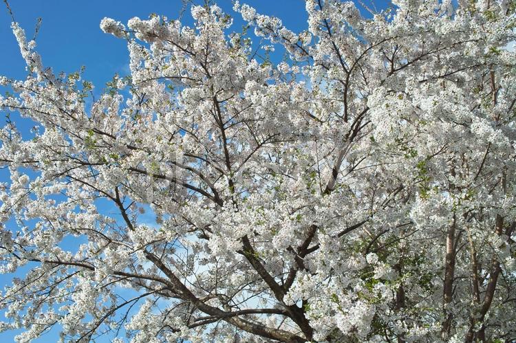 桜　ソメイヨシノ サクラ,桜,ソメイヨシノの写真素材