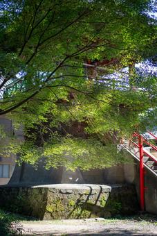 青もみじと光差す石垣 新緑,青もみじ,もみじの写真素材