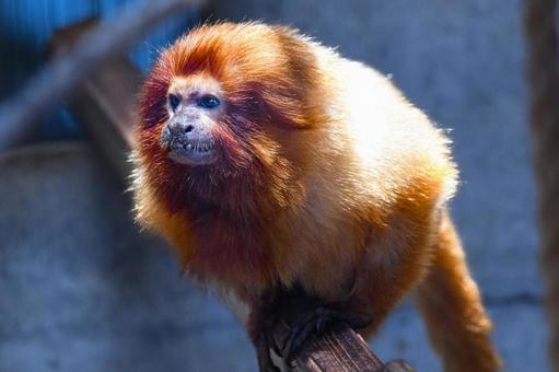 ゴールデンライオンタマリン ゴールデンライオンタマリン ゴールデンライオンタマリン,浜松市動物園,はまzooの写真素材