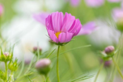 咲きはじめたコスモスの花 咲きはじめたコスモスの花の写真