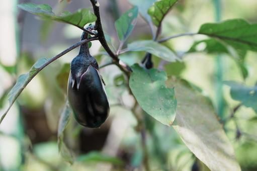 茄子 茄子,ナス,秋の写真素材