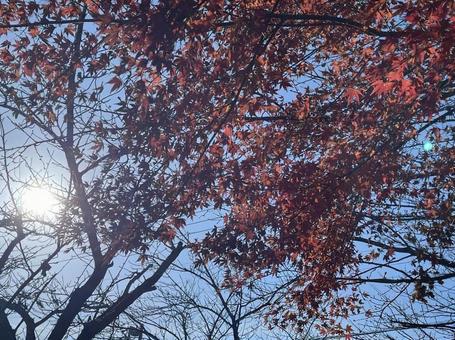 紅葉の天井 紅葉の天井の写真