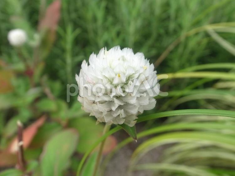 花　植物　自然　白　緑　かわいい　花壇　花畑 花,植物,白の写真素材