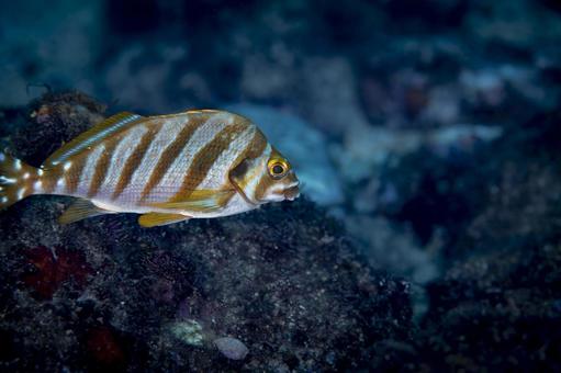 縞模様が美しいコロダイの横姿 コロダイ,魚,海の写真素材