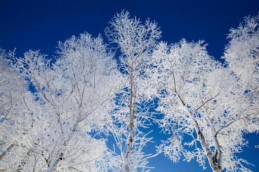 霧氷と青空 霧氷,大木,防風林の写真素材