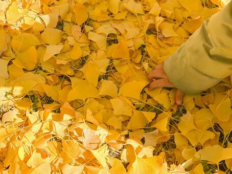 落ち葉のイチョウと子供の手 イチョウ,落ち葉,子供の写真素材