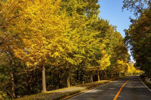黄葉した道路沿いのイチョウの木 秋,風景,紅葉の写真素材