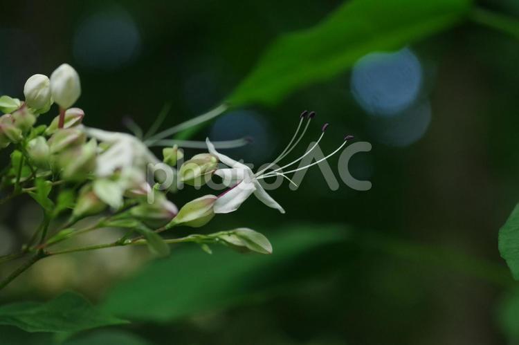 クサギの花のイメージ クサギ,花,植物の写真素材