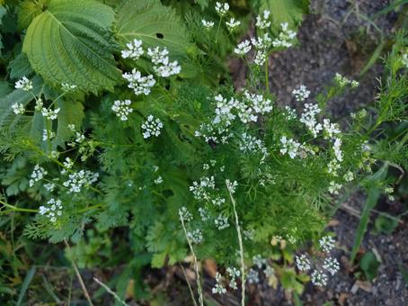 パクチーの花 パクチーの花の写真