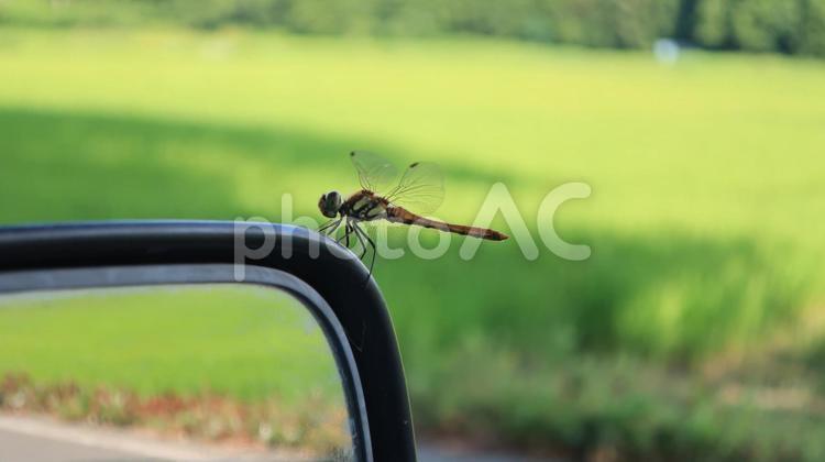 真夏のトンボ　バックミラーでひと休み トンボ,バックミラー,夏の思い出の写真素材