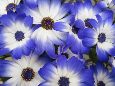 青色と白色のサイネリア   サイネリア,シネラリア,青色の写真素材