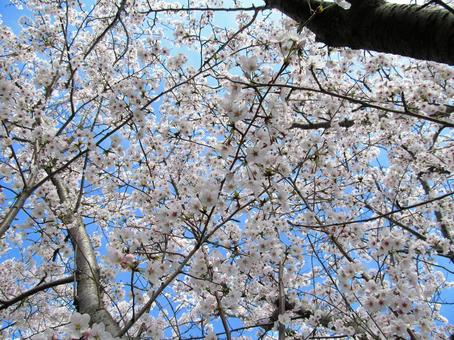 桜と青空 桜と青空の写真