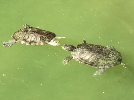 川面を泳ぐ2匹のカメ 川面を泳ぐ2匹のカメの写真