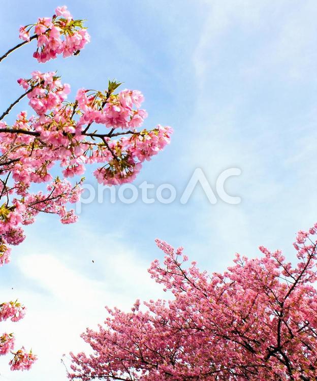 早春の空とカワヅザクラの並木 河津桜,ピンク,きれいの写真素材