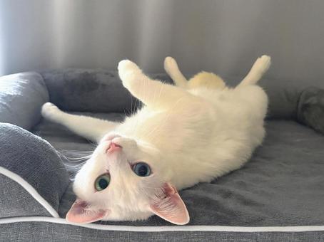 かわいい白猫 シロネコ,もふもふ,かわいいの写真素材