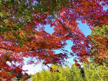 紅葉のもみじ林　伊豆の修善寺虹の郷にて 紅葉,モミジ,紅葉狩りの写真素材