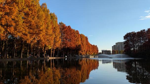 埼玉県さいたま市　浦和別所沼公園　紅葉4 浦和別所沼公園,公園,埼玉県の写真素材