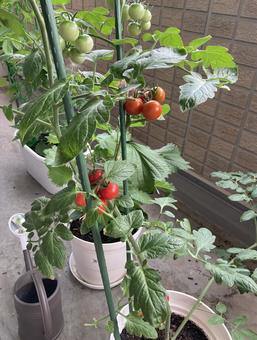 家庭菜園1 家庭菜園1の写真