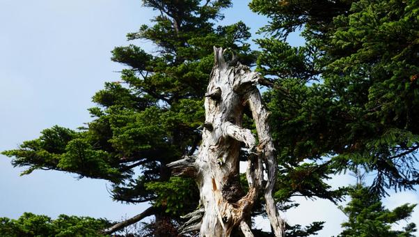 八甲田山の樹木 八甲田山の樹木の写真