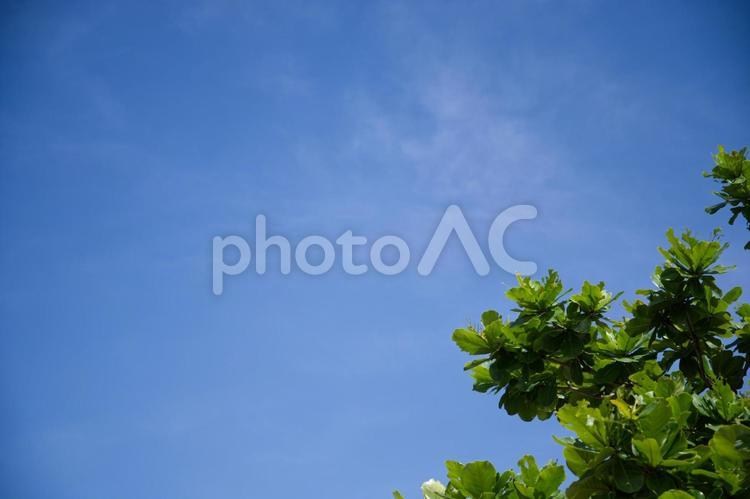 空と右下の植物 空,天気,晴れの写真素材