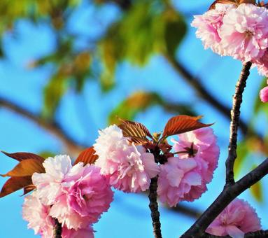 ピンクの花と空 ピンクの花と空の写真