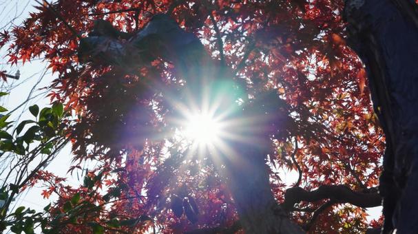 紅葉と光芒 紅葉と光芒の写真